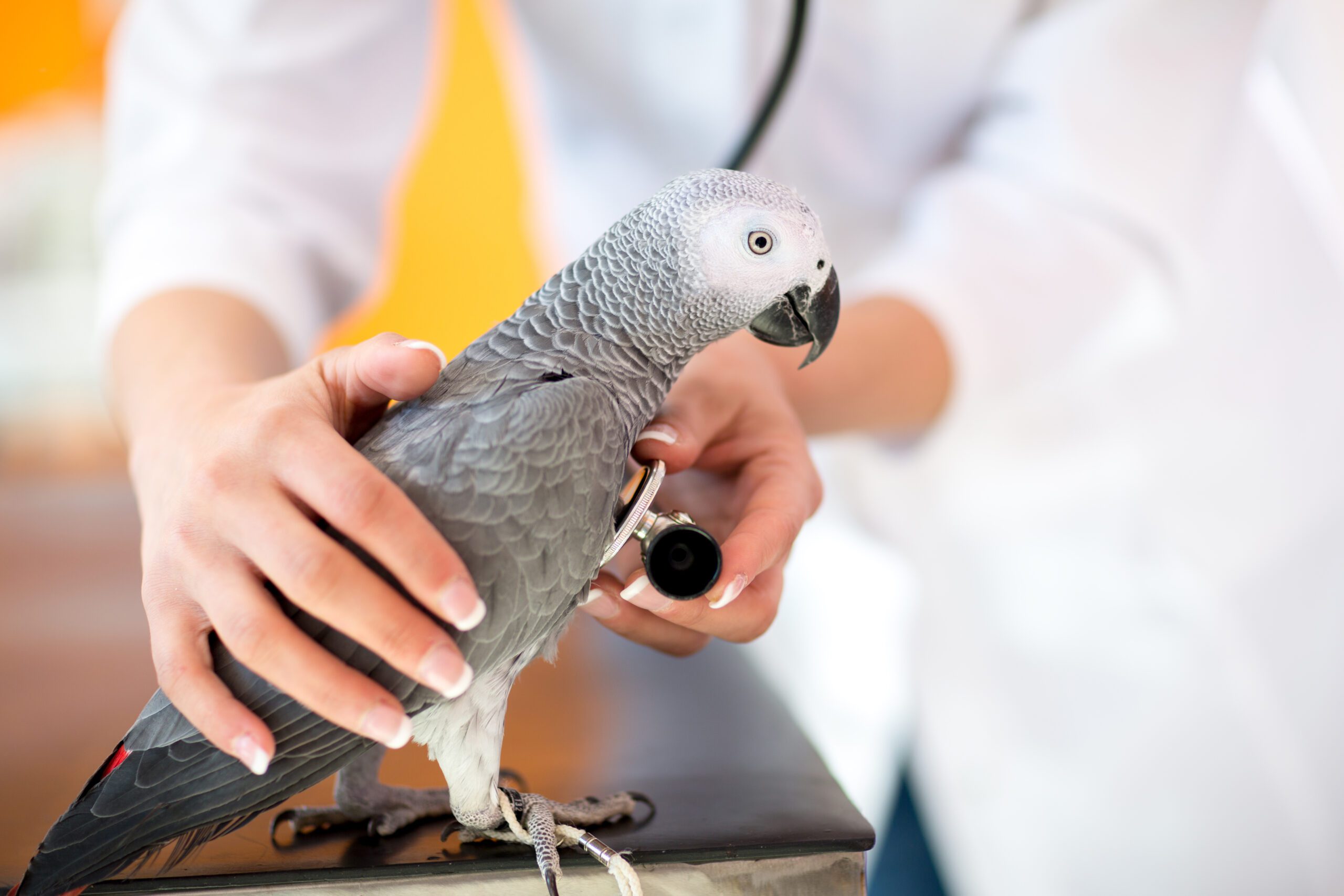 Pet bird being checked up on by a vet thanks to its vet wellness plan