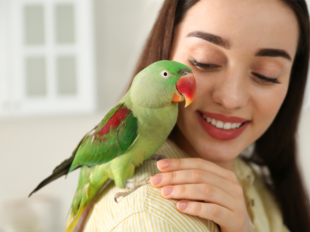 Learn more about some steps you can follow to help in potty training your pet bird and avoid messes in your home!