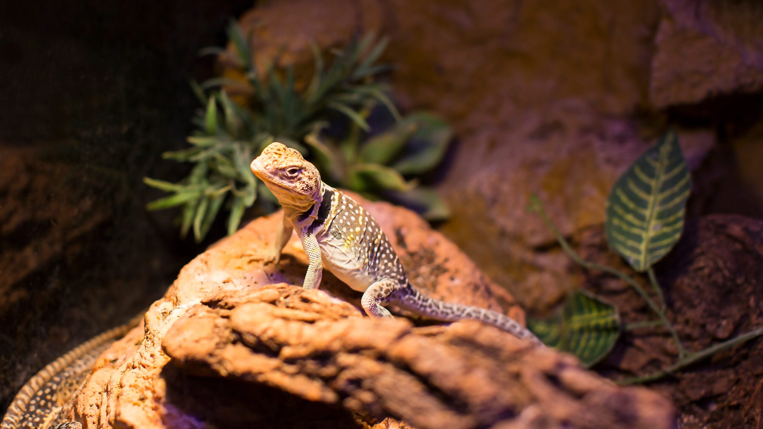 Pet lizard basking in its enclosure under a heat lamp