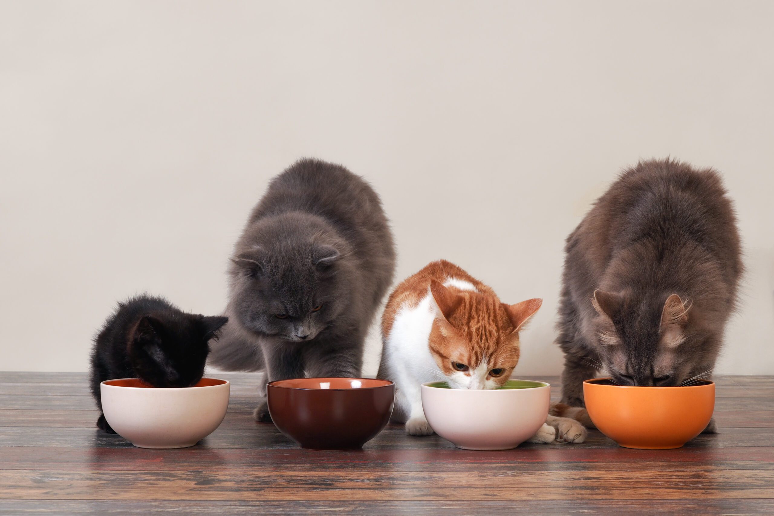 Cats eating their meals from various bowls on the ground