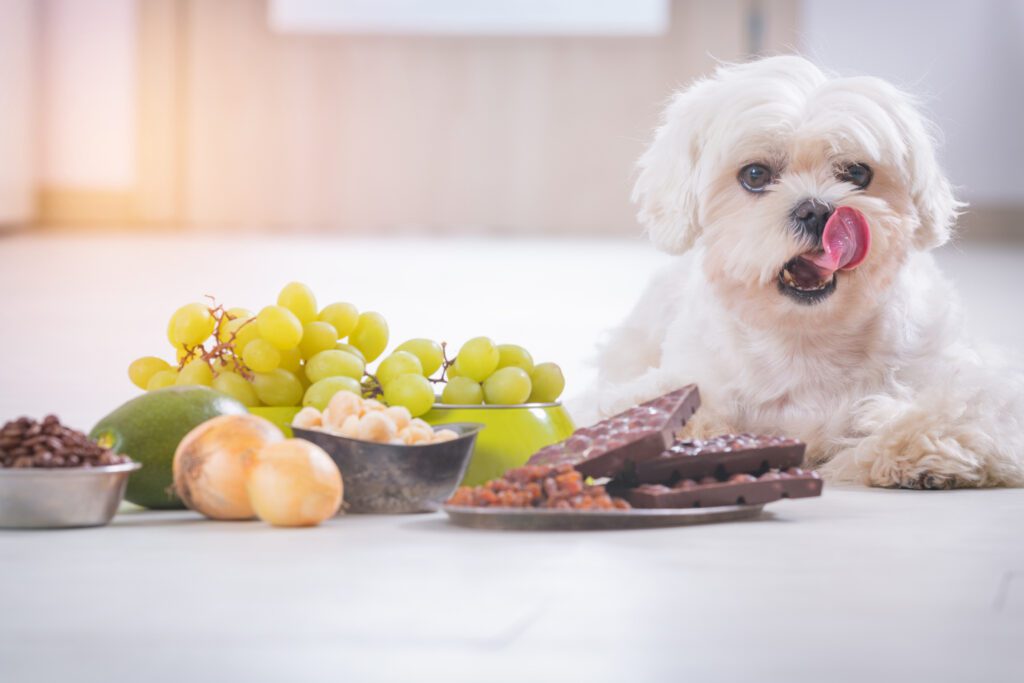 Little white maltese dog sitting beside a lot of hazardous foods for dogs