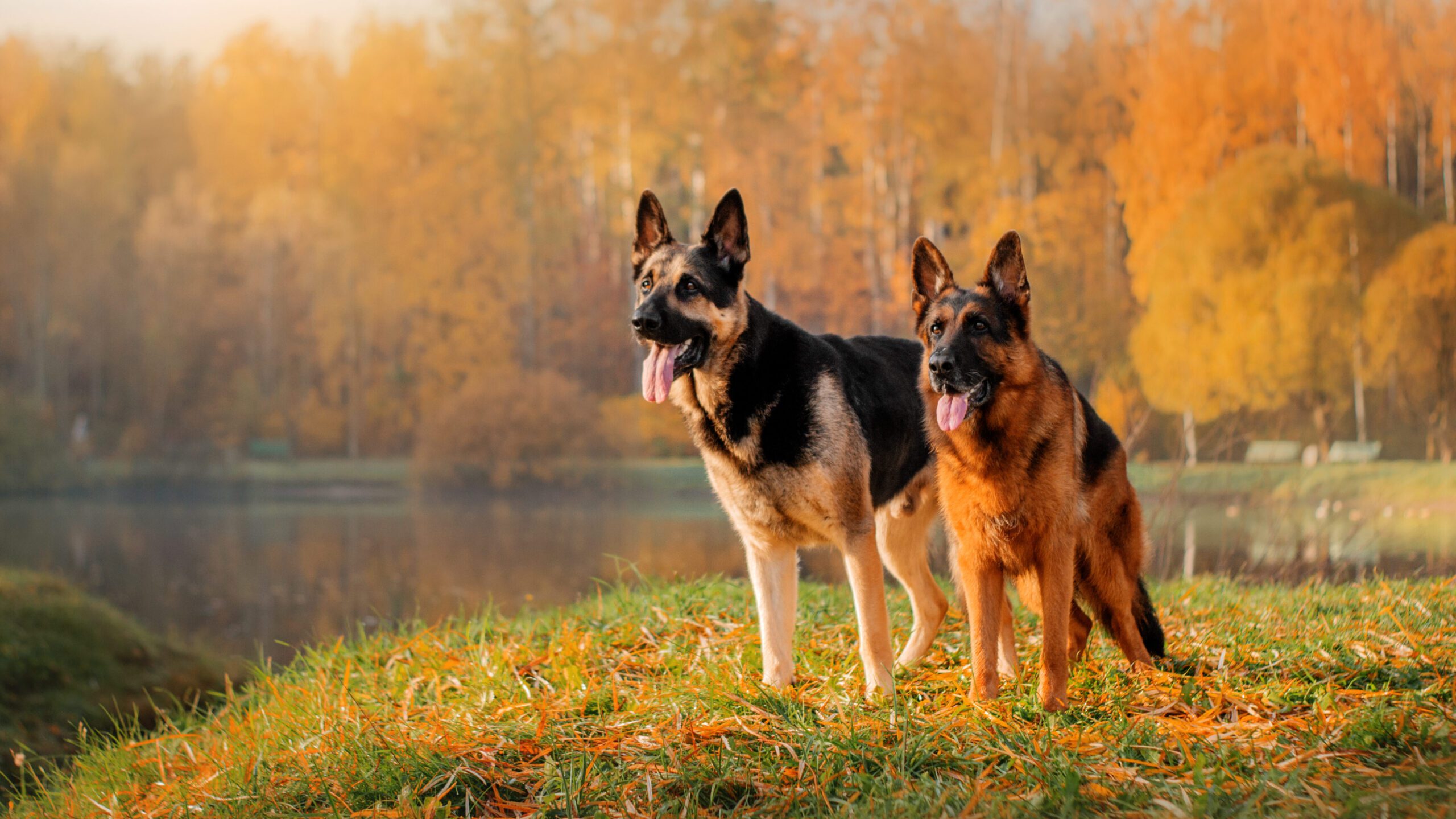 German shepherds standing obediently beside a lake with a picturesque fall background