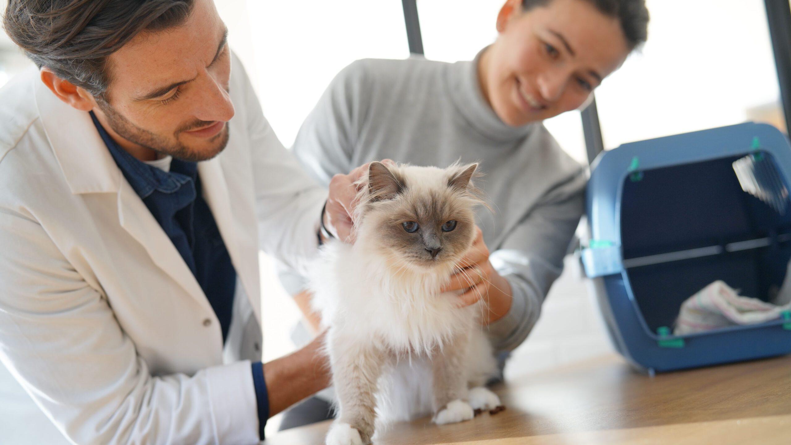 Cat at vet with owner at vet in the background. Vet wellness plans help make it easy for owners to bring their pets in for regular checkups without worrying about the overwhelming costs.