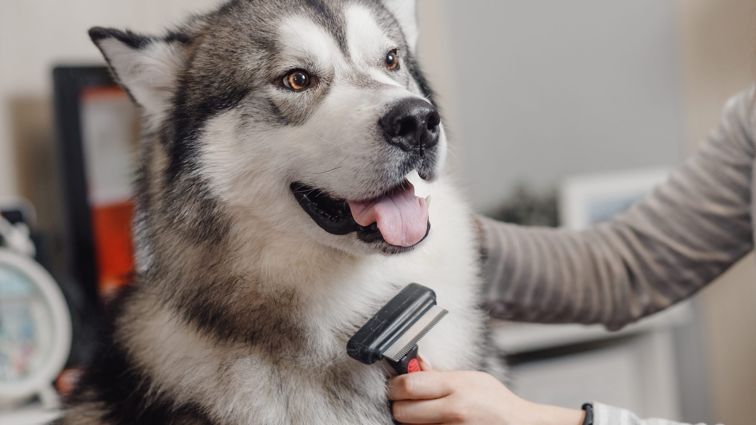 Owner using an important dog grooming brush on their husky, who seems to be enjoying the attention and the cooling effects of getting a nice brush!