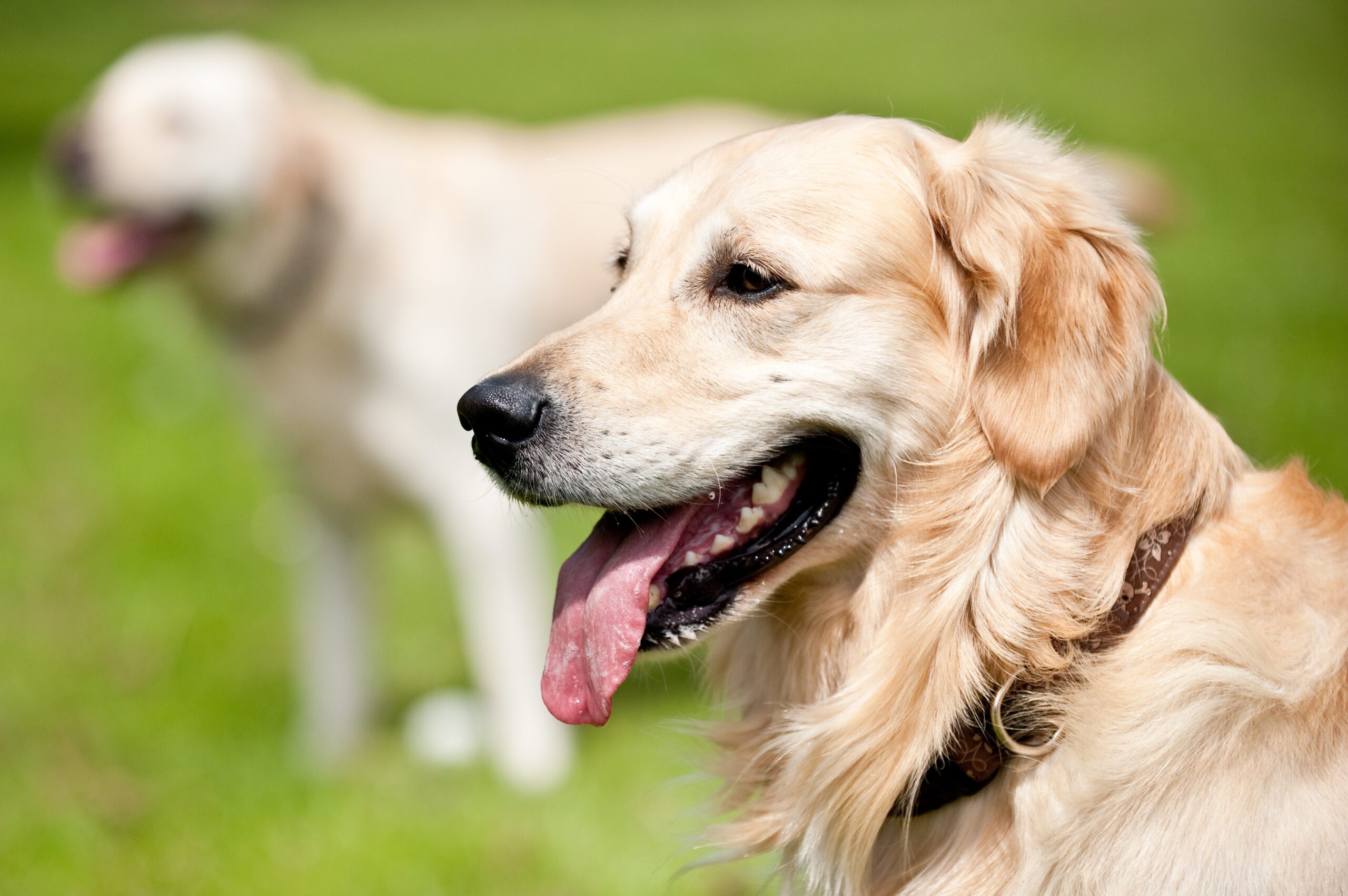 Golden Retrievers are a common dog breeds that get along very well together and with other dog breeds