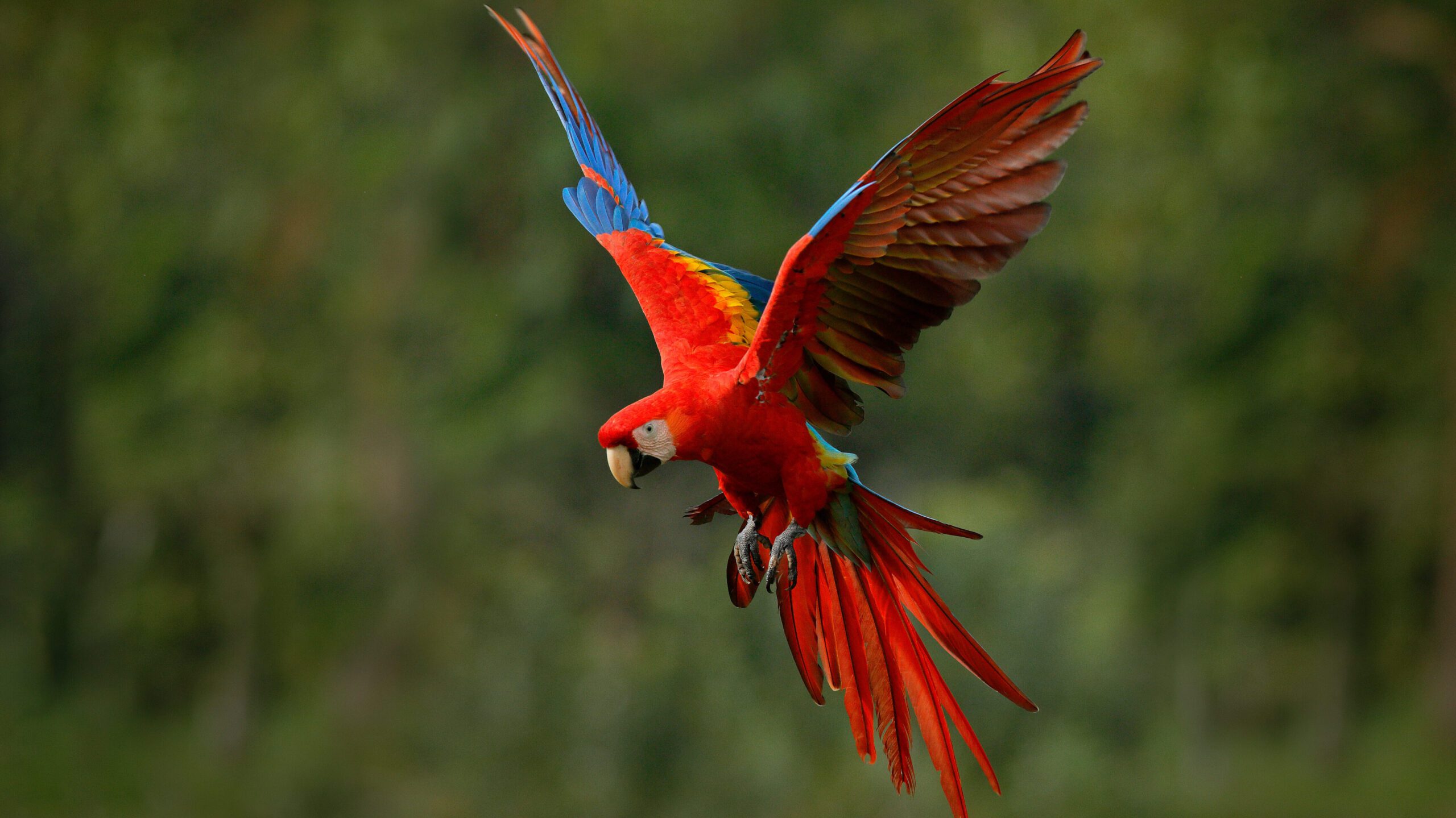 Macaws are large parrots known for their vibrant colors and impressive personalities. While they can be playful, intelligent, and entertaining companions, they also require proper care, attention, and socialization.