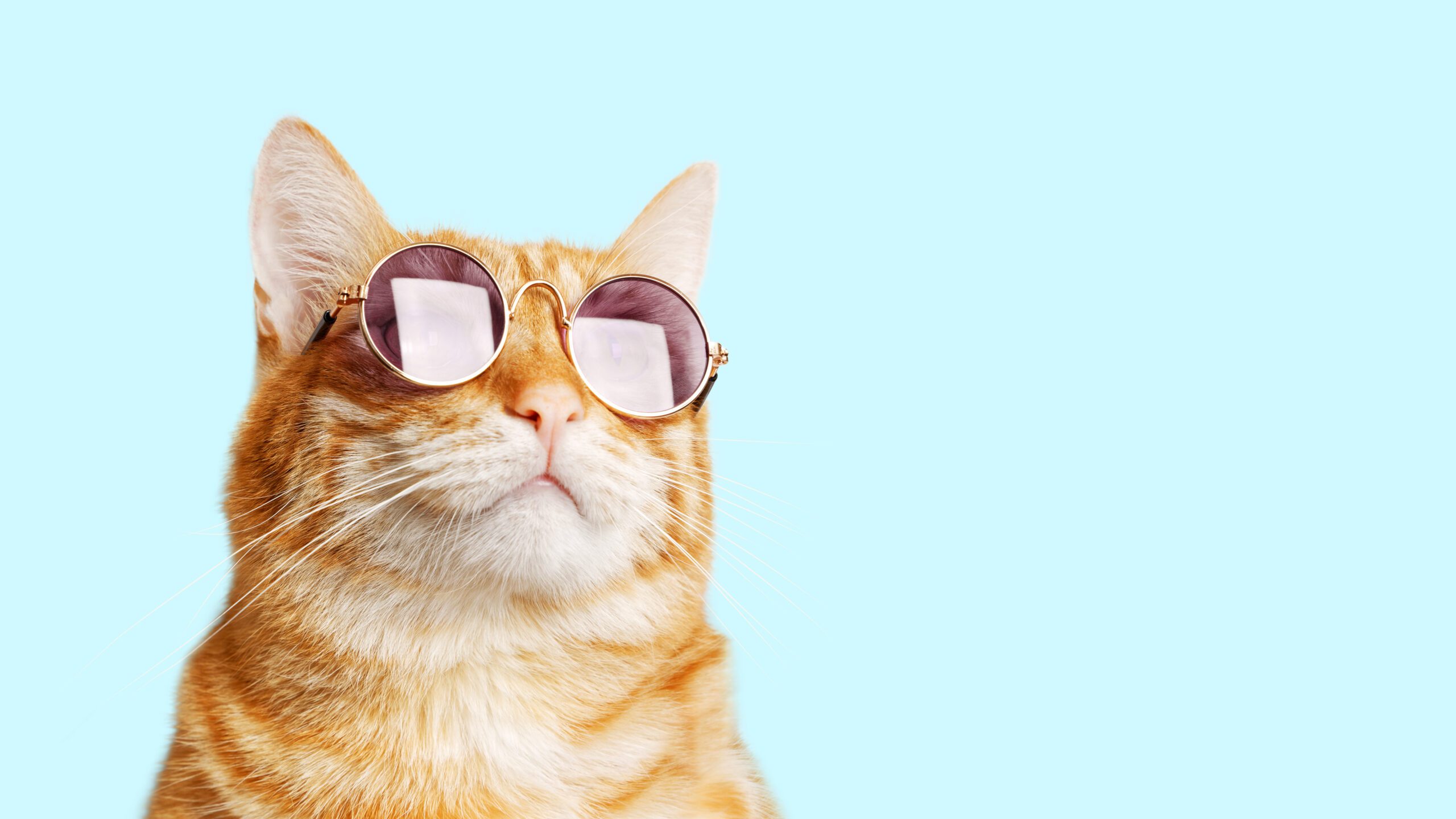 Orange tabby cat wearing a cool pair of sunglasses - maybe having just eaten some catnip!