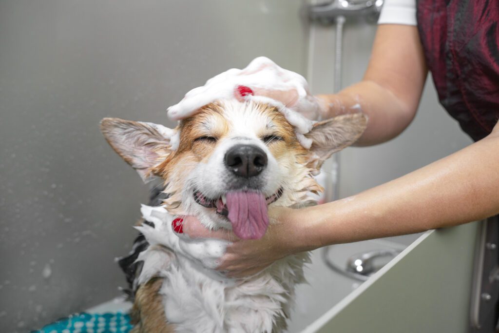 Dog grooming at home in the shower! Cute dog with sods all over and a big smile on its face while its owner gives him a bath