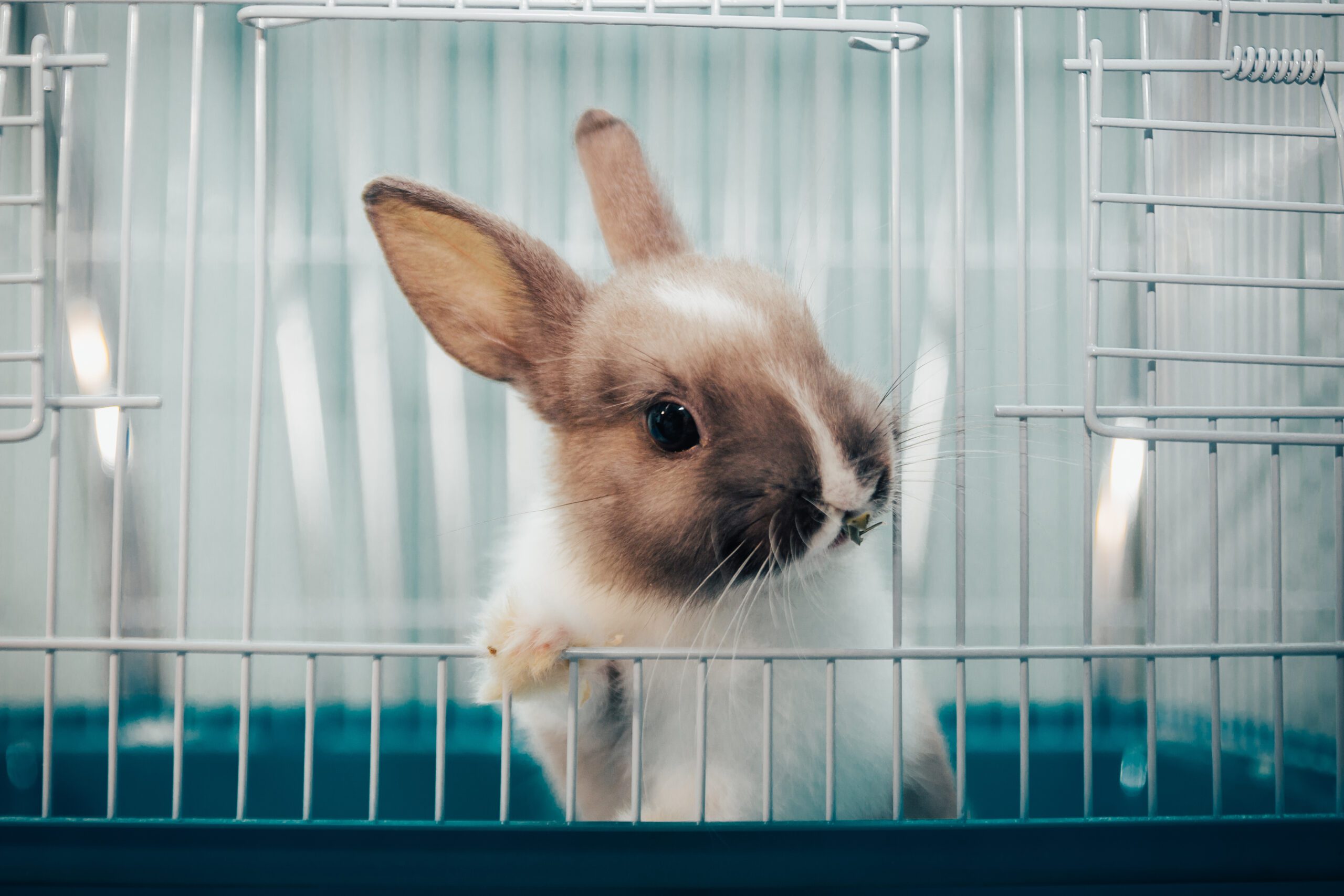 Rabbit polking its head out of its rabbit cage