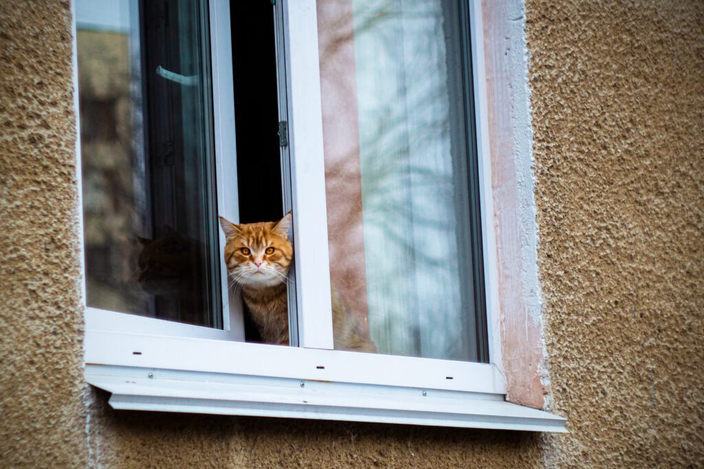 Cat trying to escape and be curious as it looks and squeezes out of a window