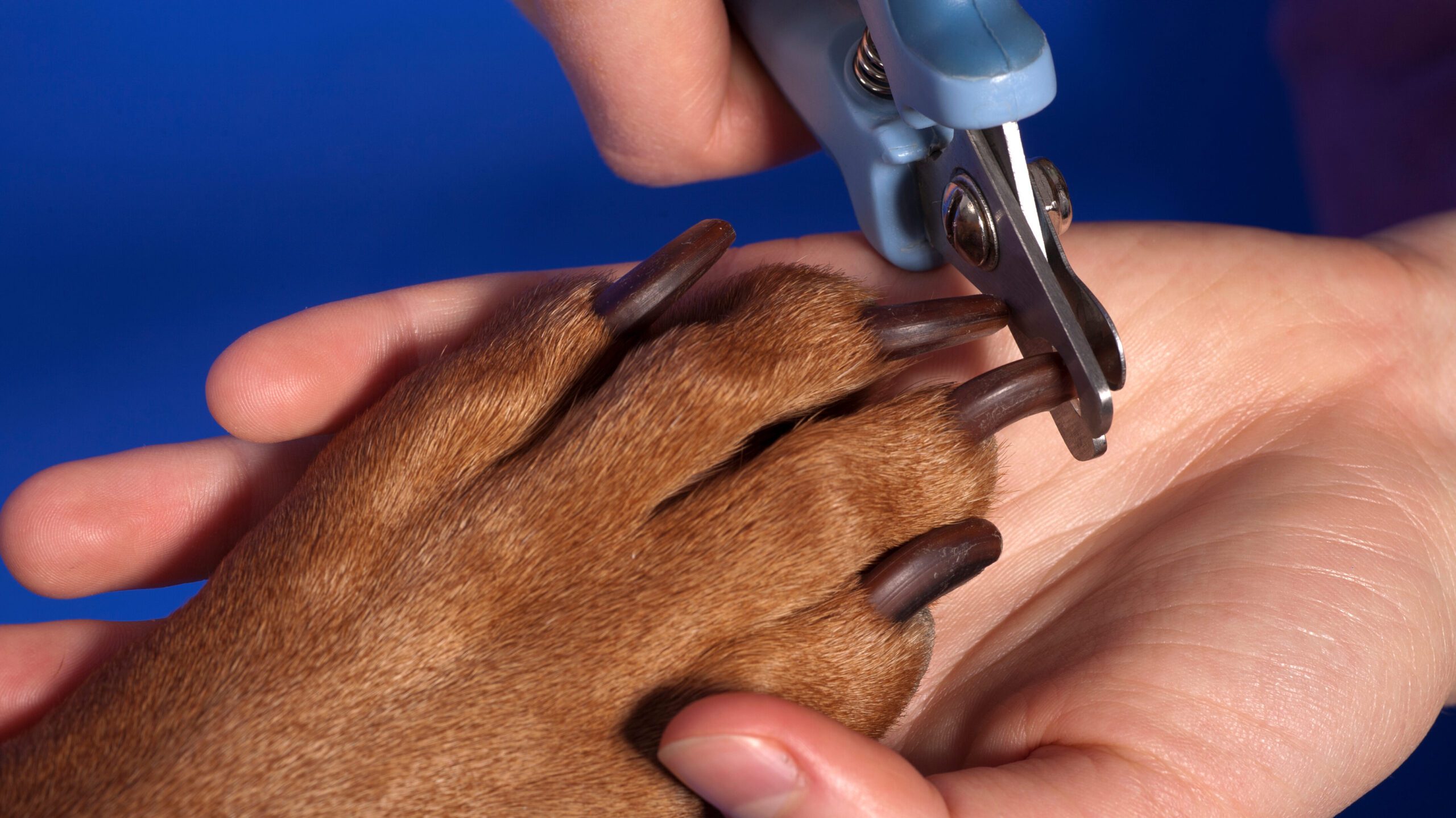 Dog getting his nails cut by its owner with a special dog grooming nail clipper specifically for dogs