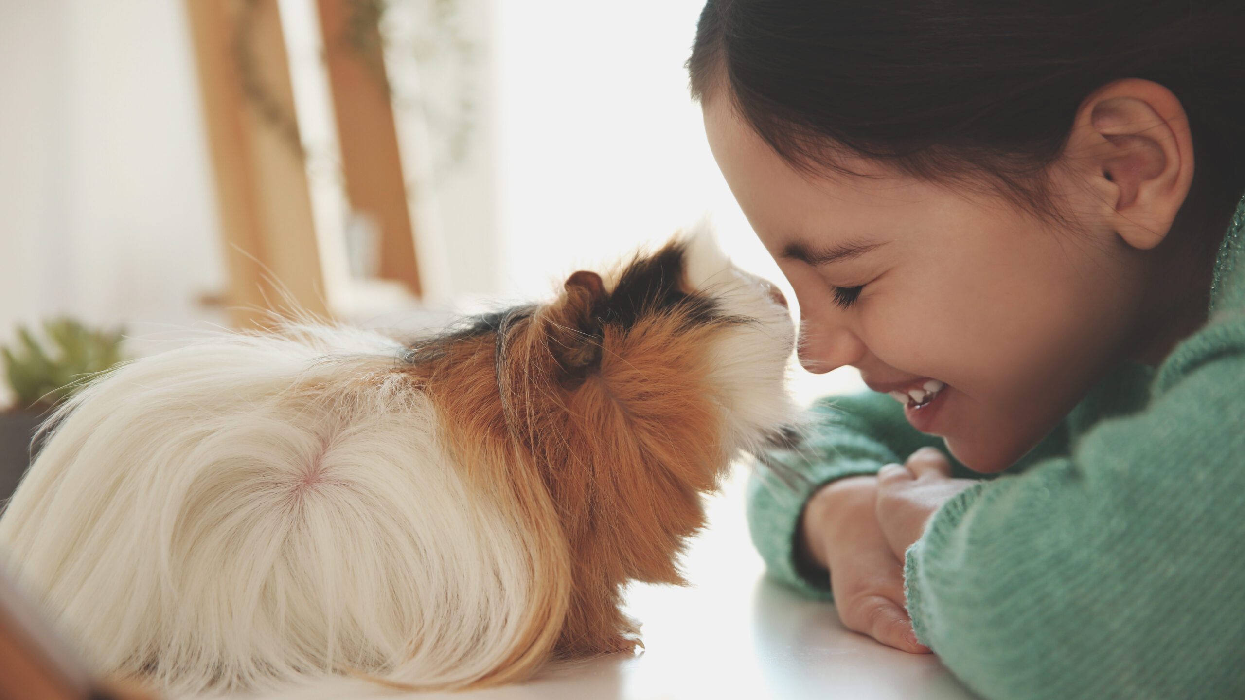 Guinea pig lying on a table about to kiss his owner, who has a huge smile on her face! Pet insurance will help with the cost of any vet bills your pet might need.