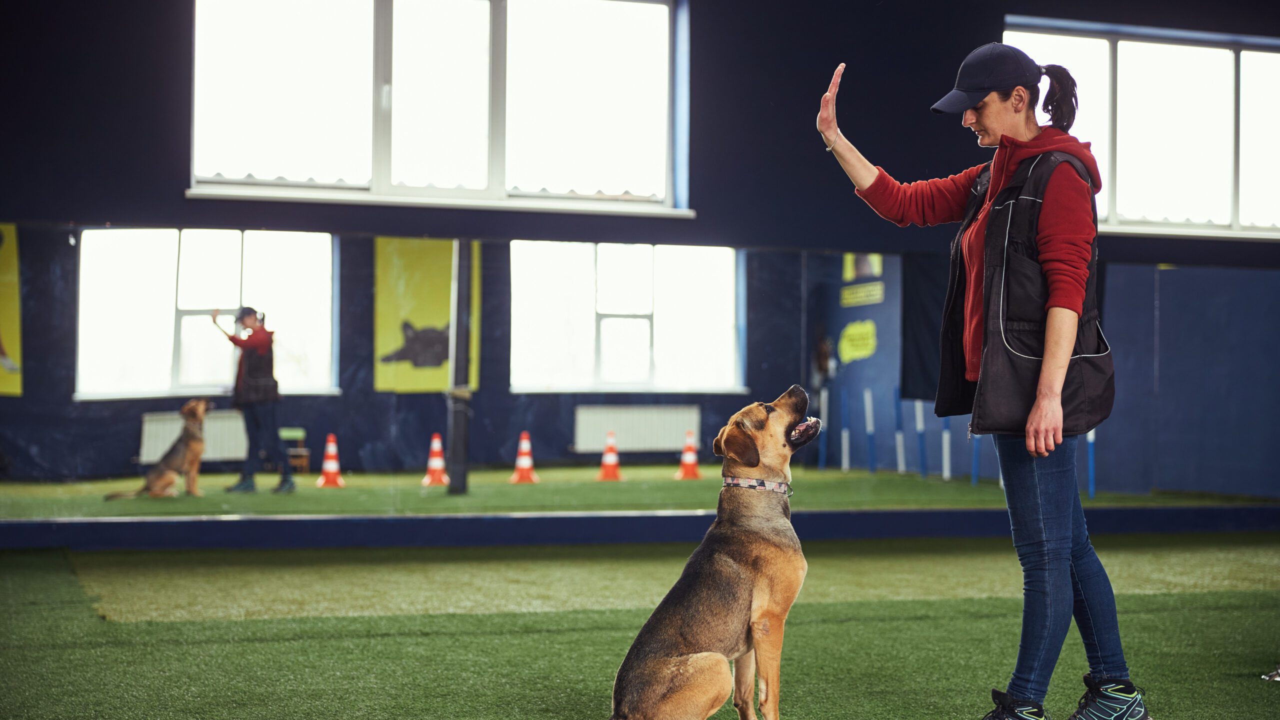 Dog trainer standing in professional dog training facility with a hand raised and a dog sitting obediently waiting for the command