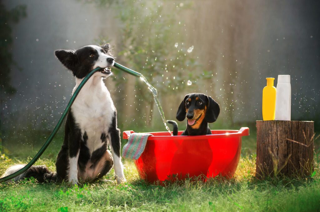 Two dogs playing in a kiddie pool with each other. One holds the hose over the pool while the other enjoys being cooled off on a warm summer day