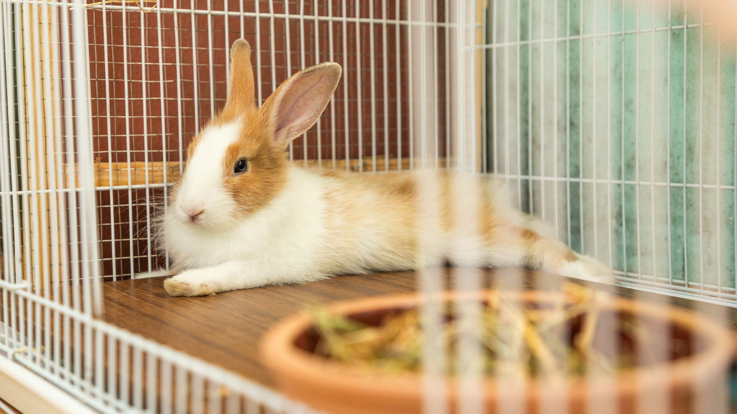 Young rabbit lying in its rabbit cage for some much needed rest after play time