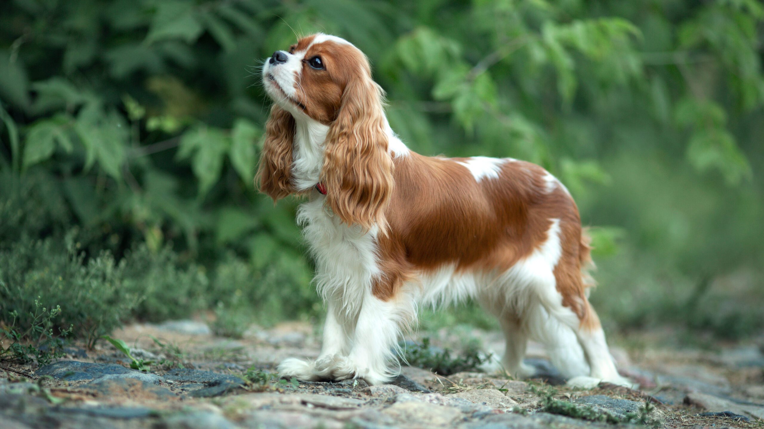 This small yet charming dog breed is renowned for its friendly and affectionate personality. Cavalier King Charles Spaniels are incredibly sociable and tend to get along effortlessly with other dogs. 