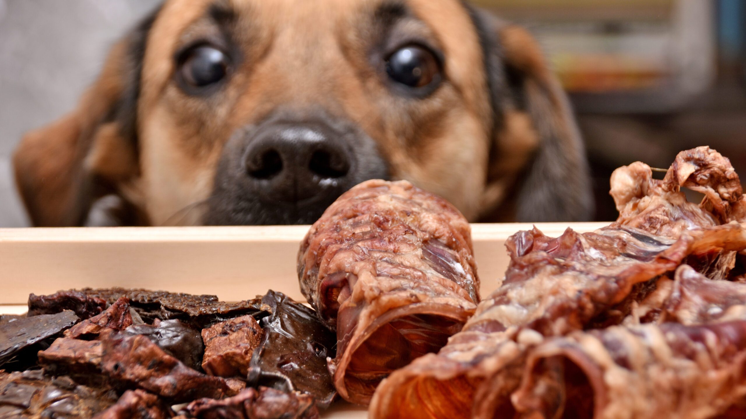 Cute dog staring at a big plate of dog treats and bones. It's important to know about hazardous foods for dogs to keep your pet healthy
