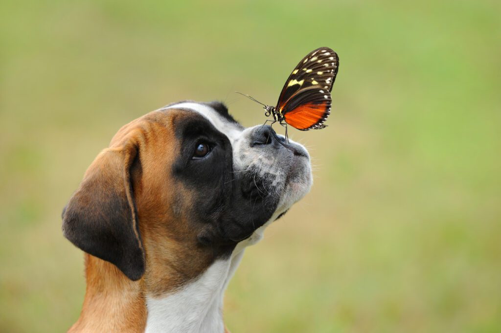 Boxers are often referred to as the "Peter Pan" of dog breeds due to their playful and energetic personality. They are typically sociable and enjoy the company of other dogs. 