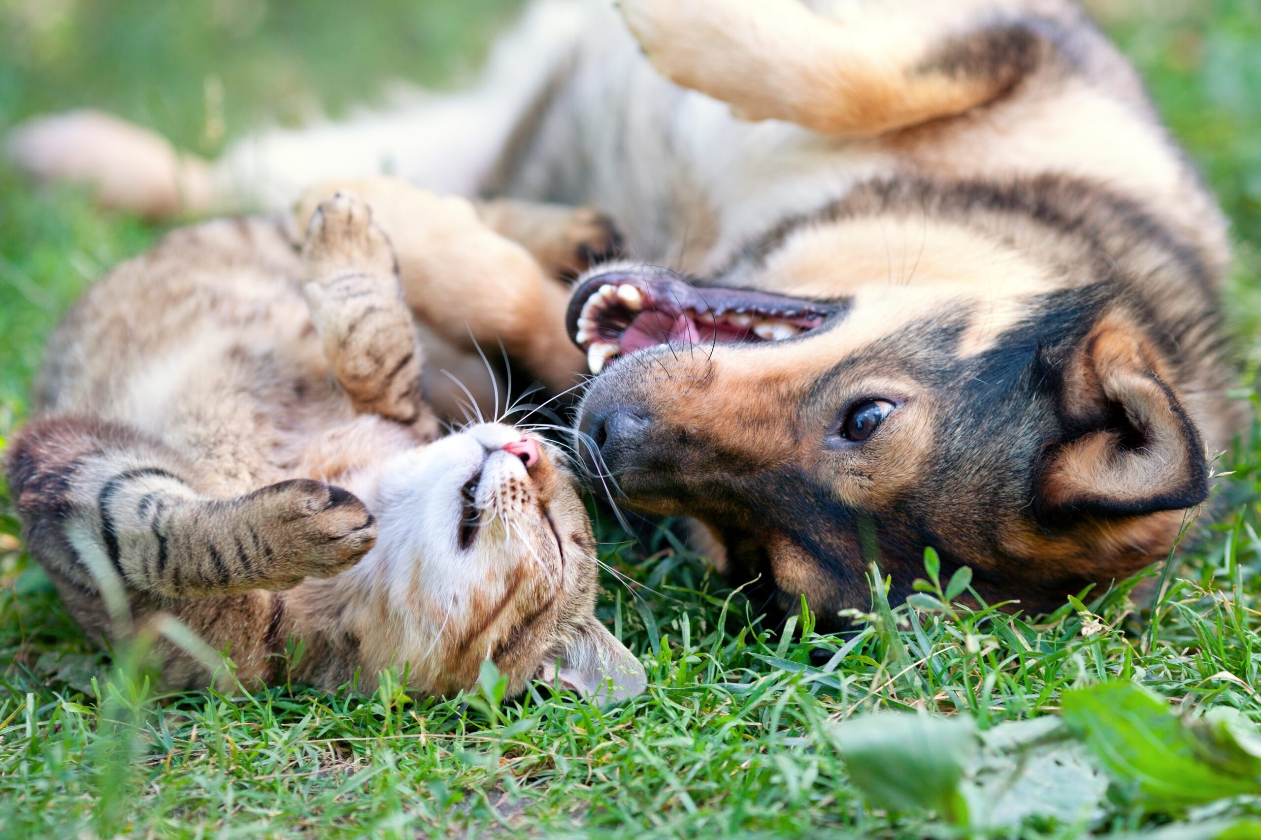 Dog and cat playing together outdoors. Lying on their backs playing together.