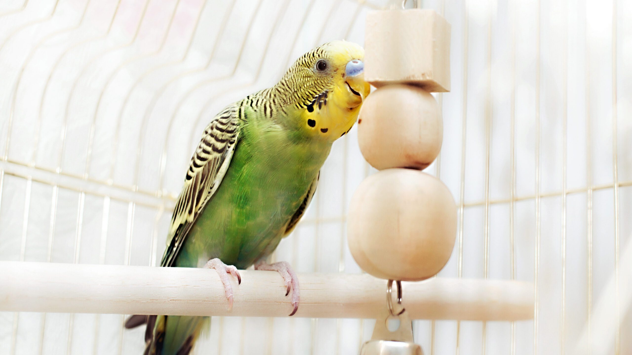 Sometimes bird care comes down to simply providing a space they love to be in and toys they love to play with!