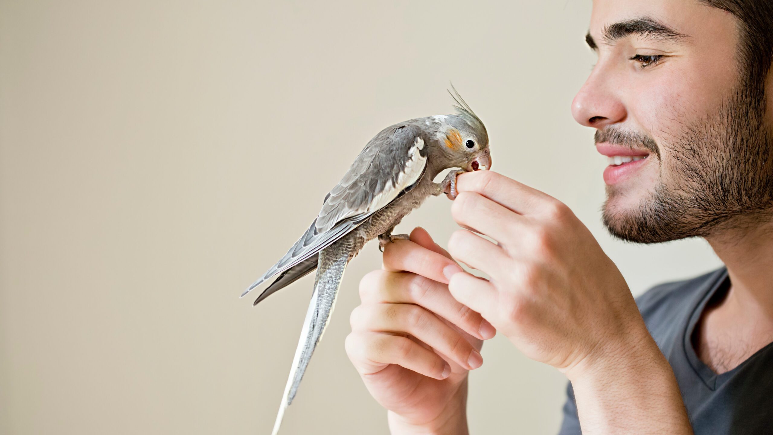 Bird care = bird play! Birds need time out of their cages to play and interact with their human owners.