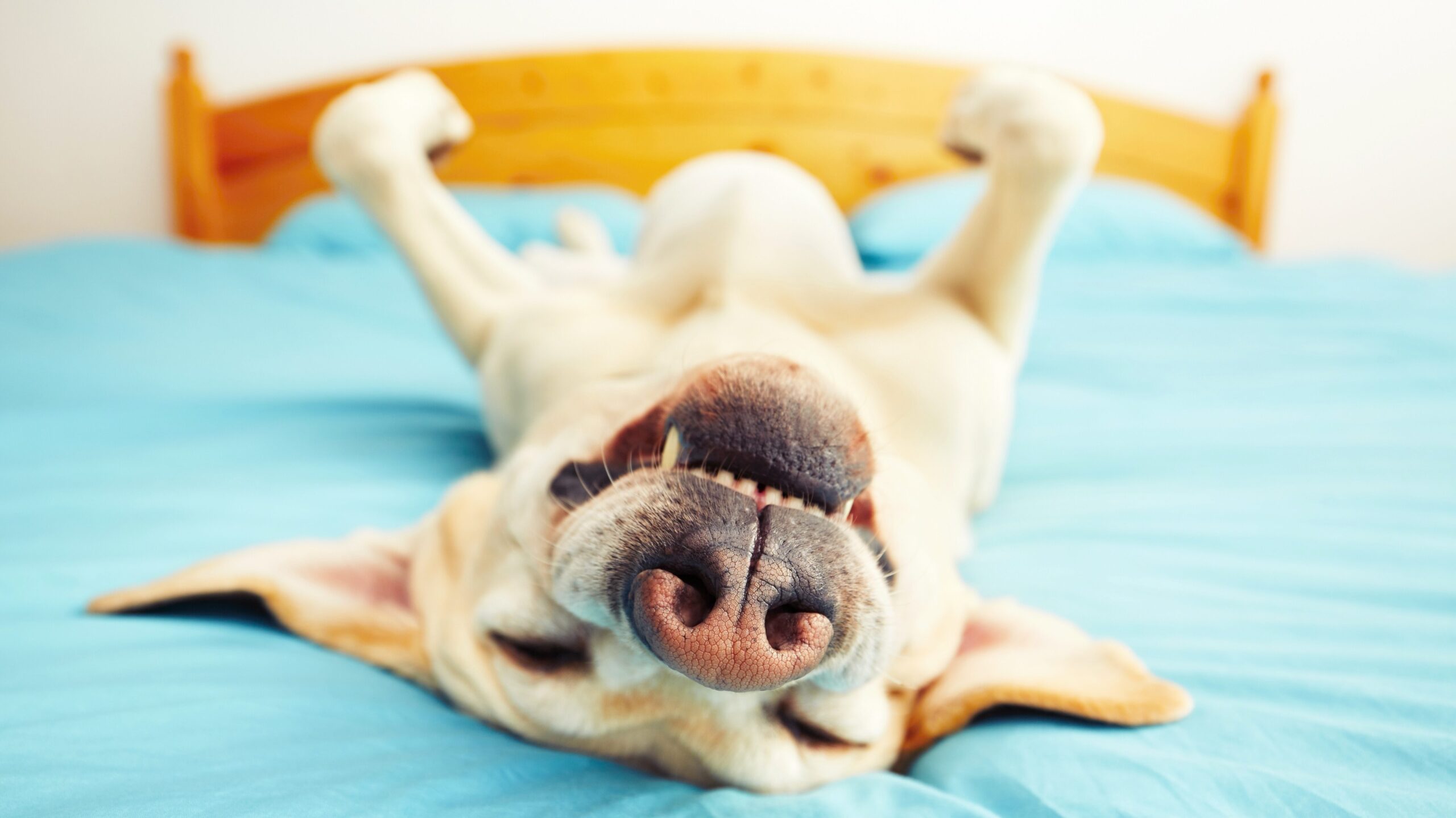 Dog lying upside down on a bed. Clearly the dog is happy and must enjoy the benefits of his owners signing up for a vet wellness plan! 