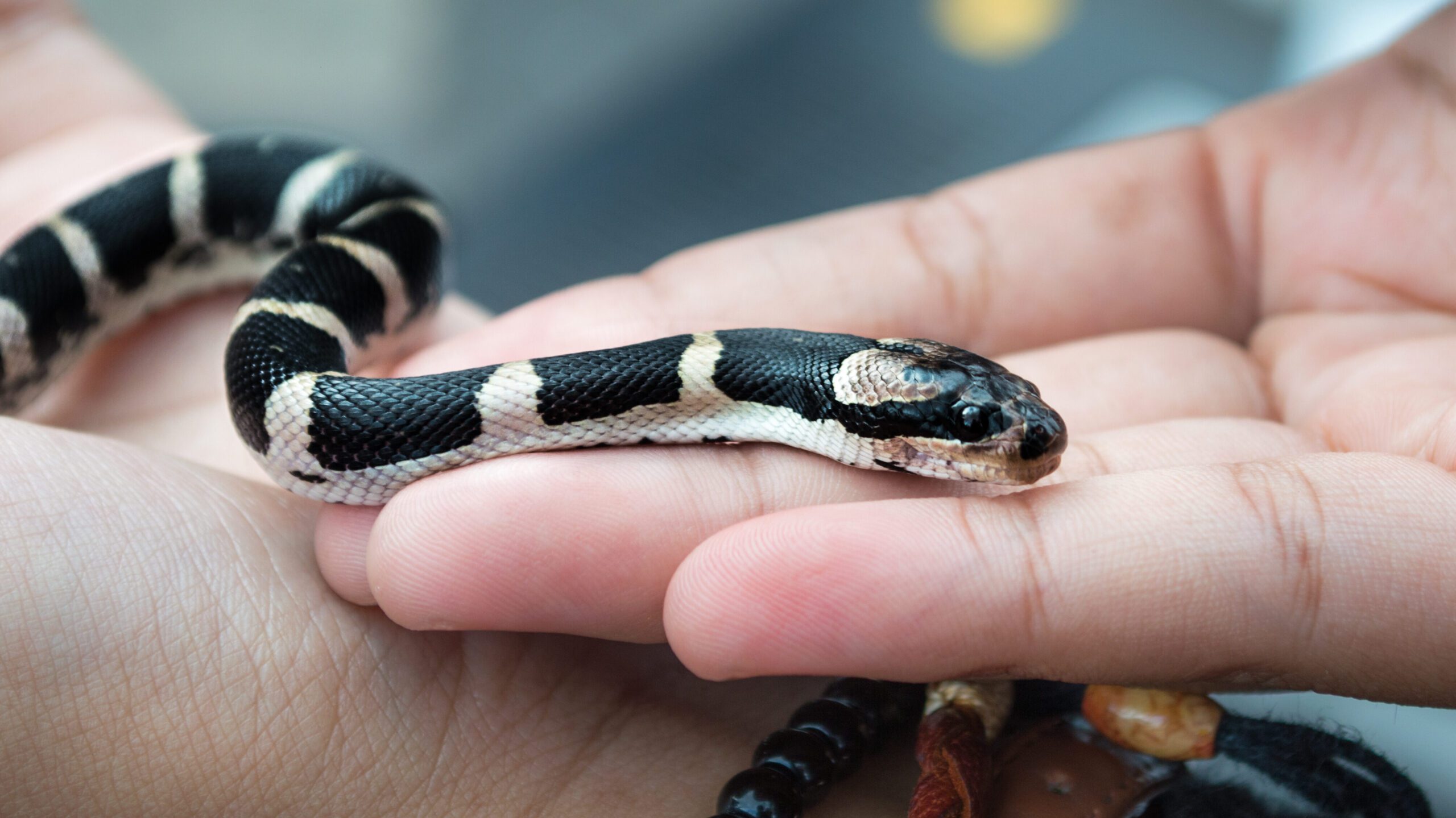 Snakes can often be good pets, but there are things to consider before you bring one home