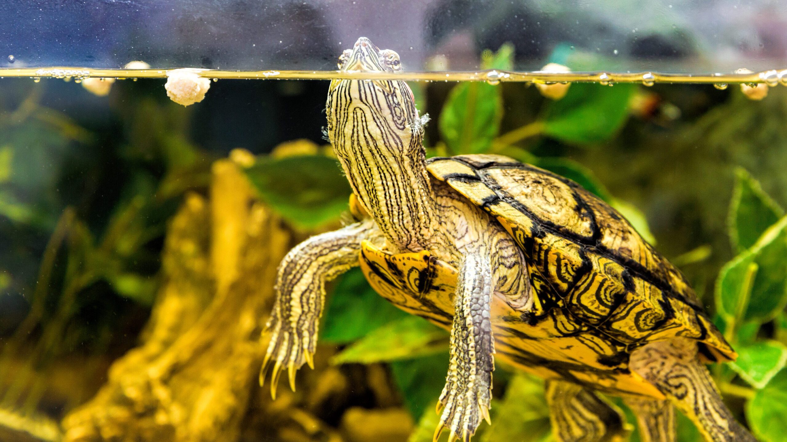 It's important to keep your turtle enclosure clean and free of debris or waste