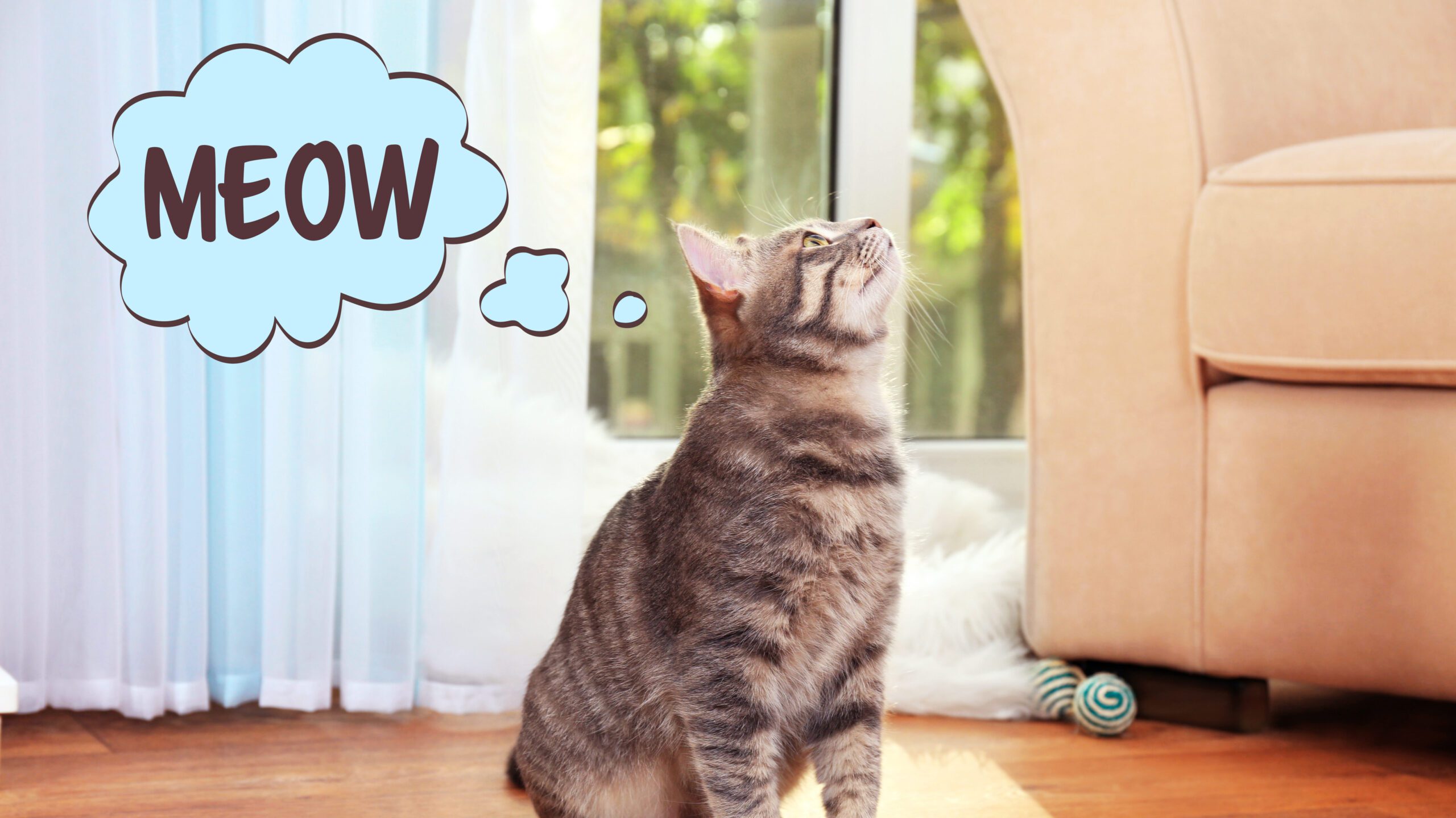 Is your cat talking to you? In this blog post, we will explore the fascinating reasons behind this behavior and shed light on the mysterious language of cats!