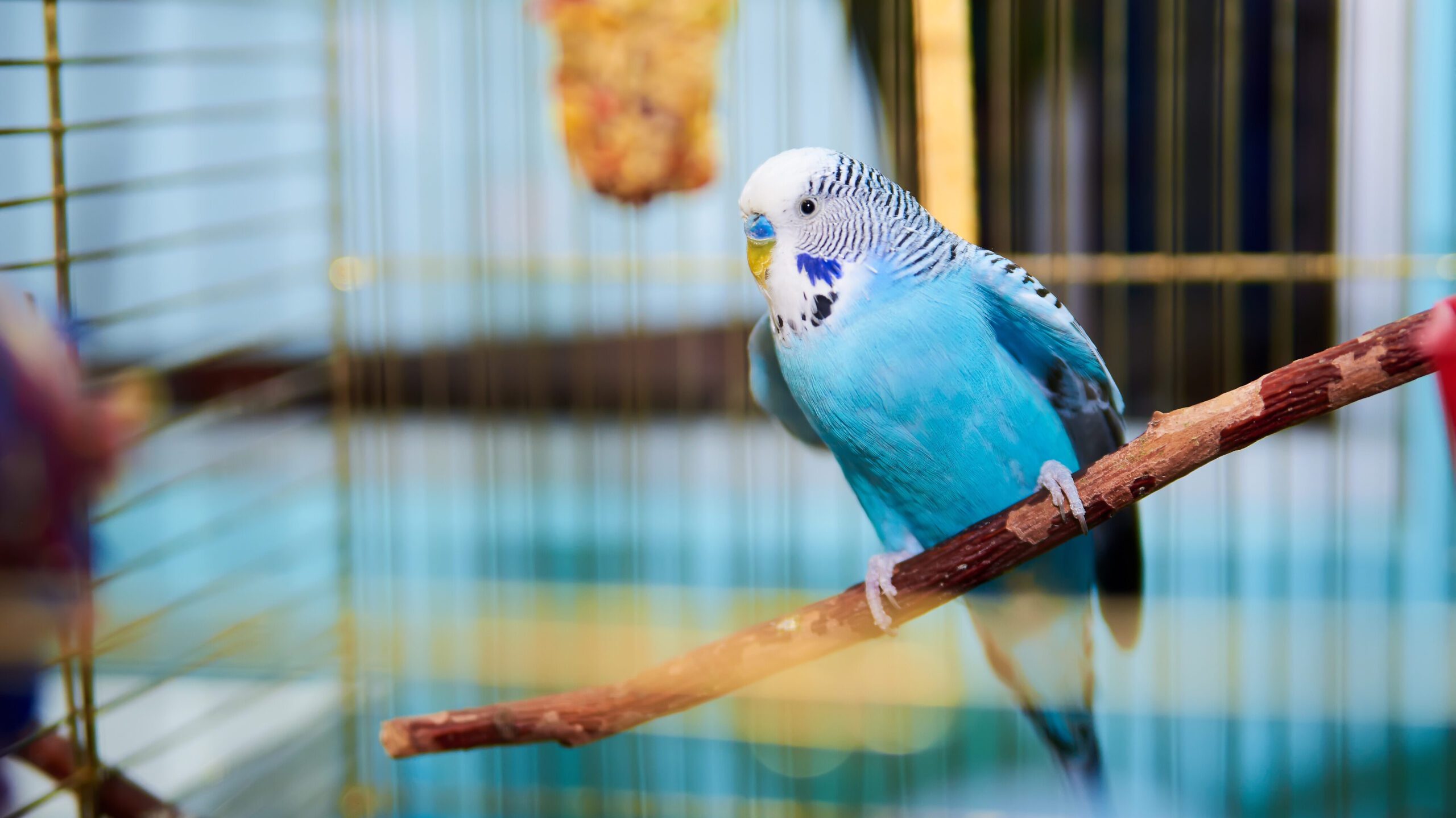 When it comes to choosing a pet bird, one important decision to make is whether to bring home a single bird or opt for a larger flock.
