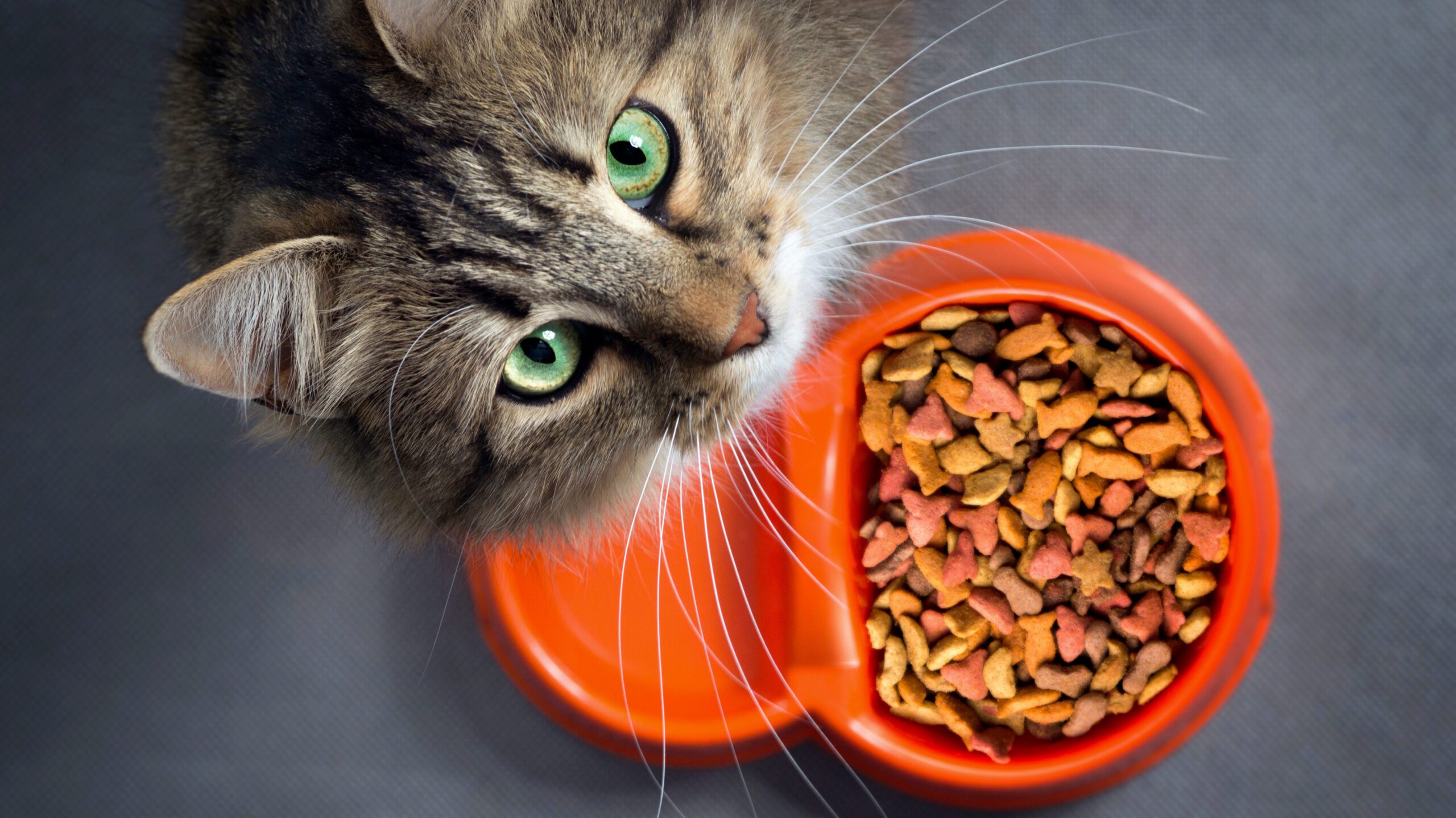 In this blog we explore some of the reasons behind cat vomiting, common causes, and when it might be time to consult a vet.