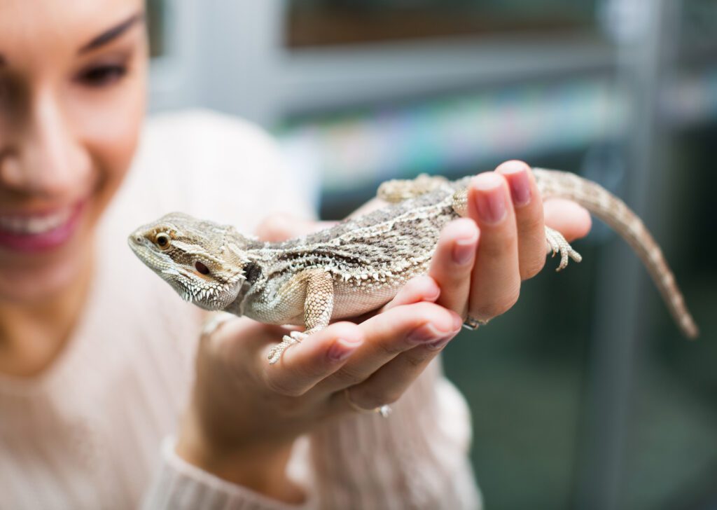 Woman holding lizard in her hand. Your pet lizards are very smart - but are they smart enough to understand what you're saying and behave accordingly?