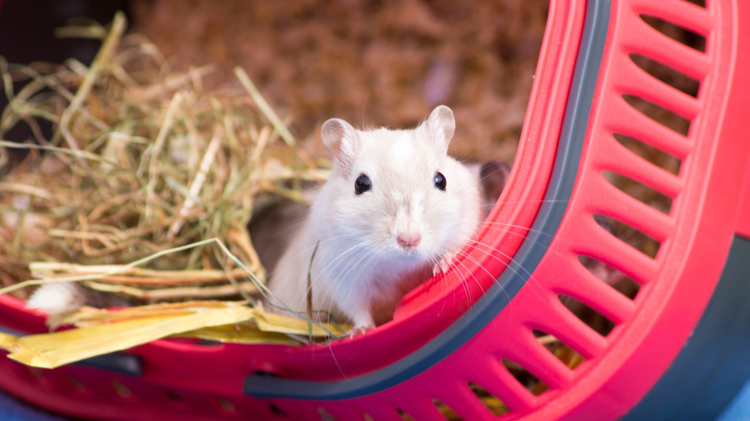 In this blog, we'll explore different rodent species and help you make an informed decision to find the perfect furry friend for you