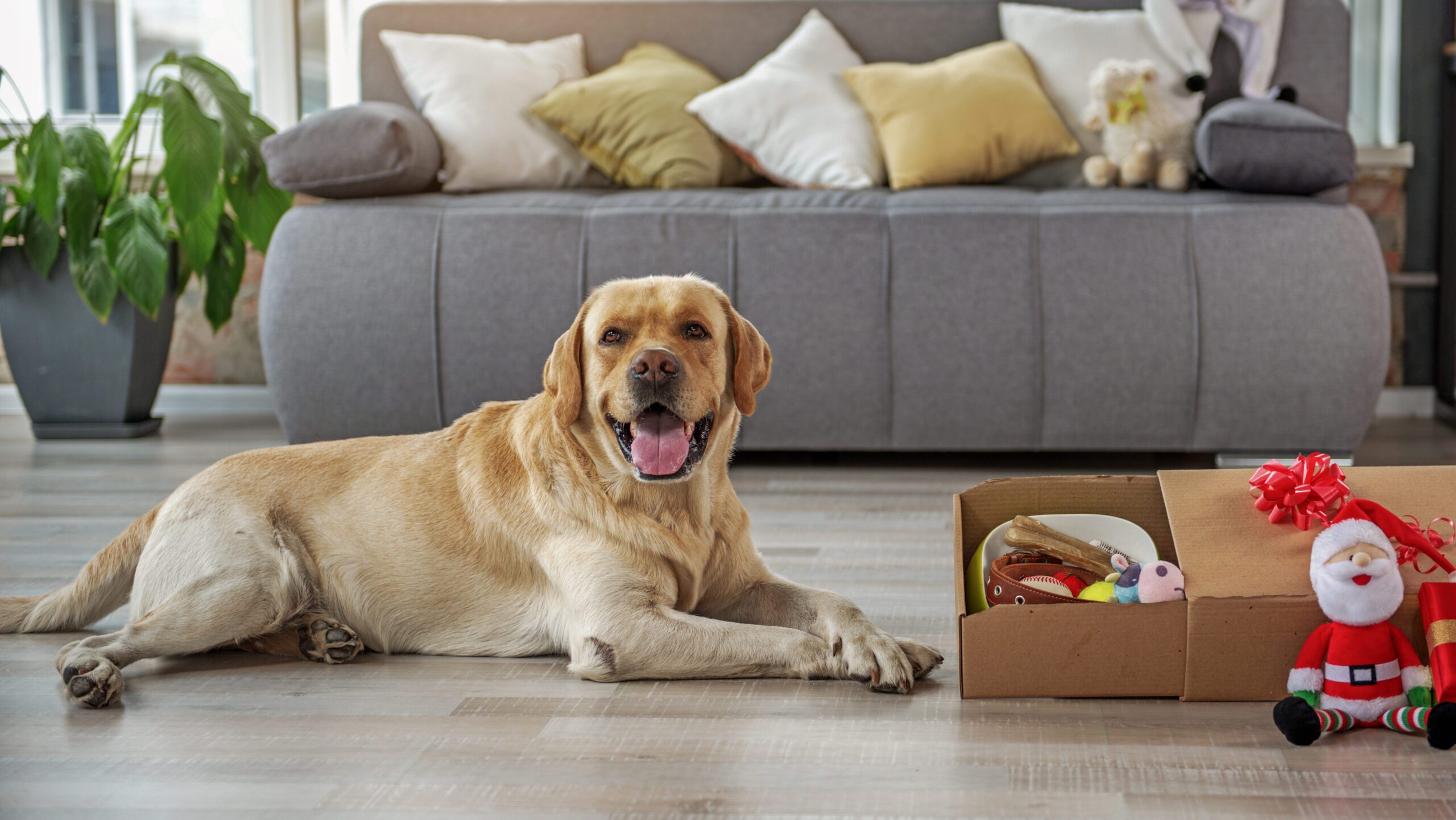 A pet subscription box is a curated package of pet-related products that typically gets delivered monthly.