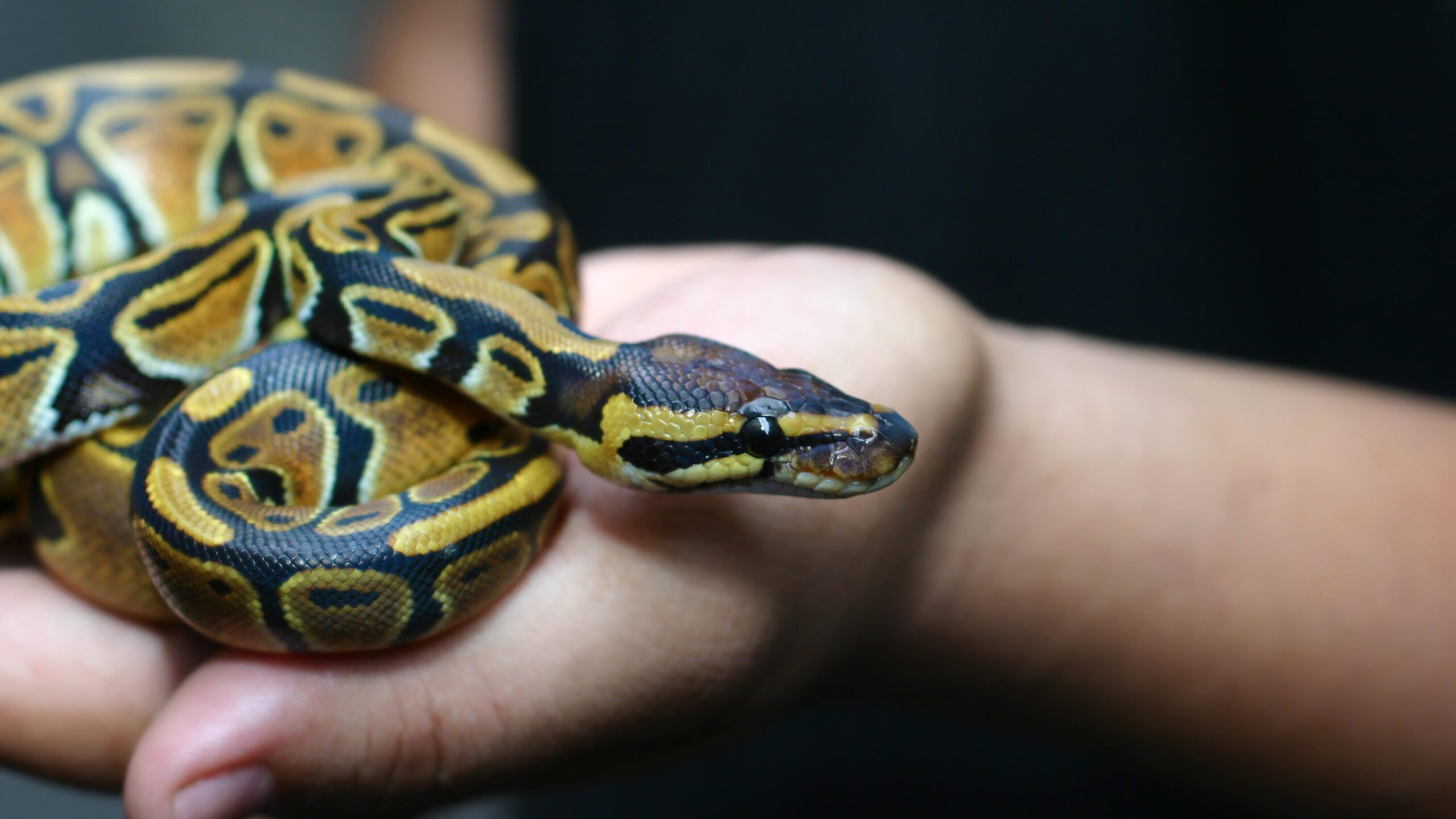 In this blog we provide you with a comprehensive guide to preparing your home for the arrival of your new pet snake!