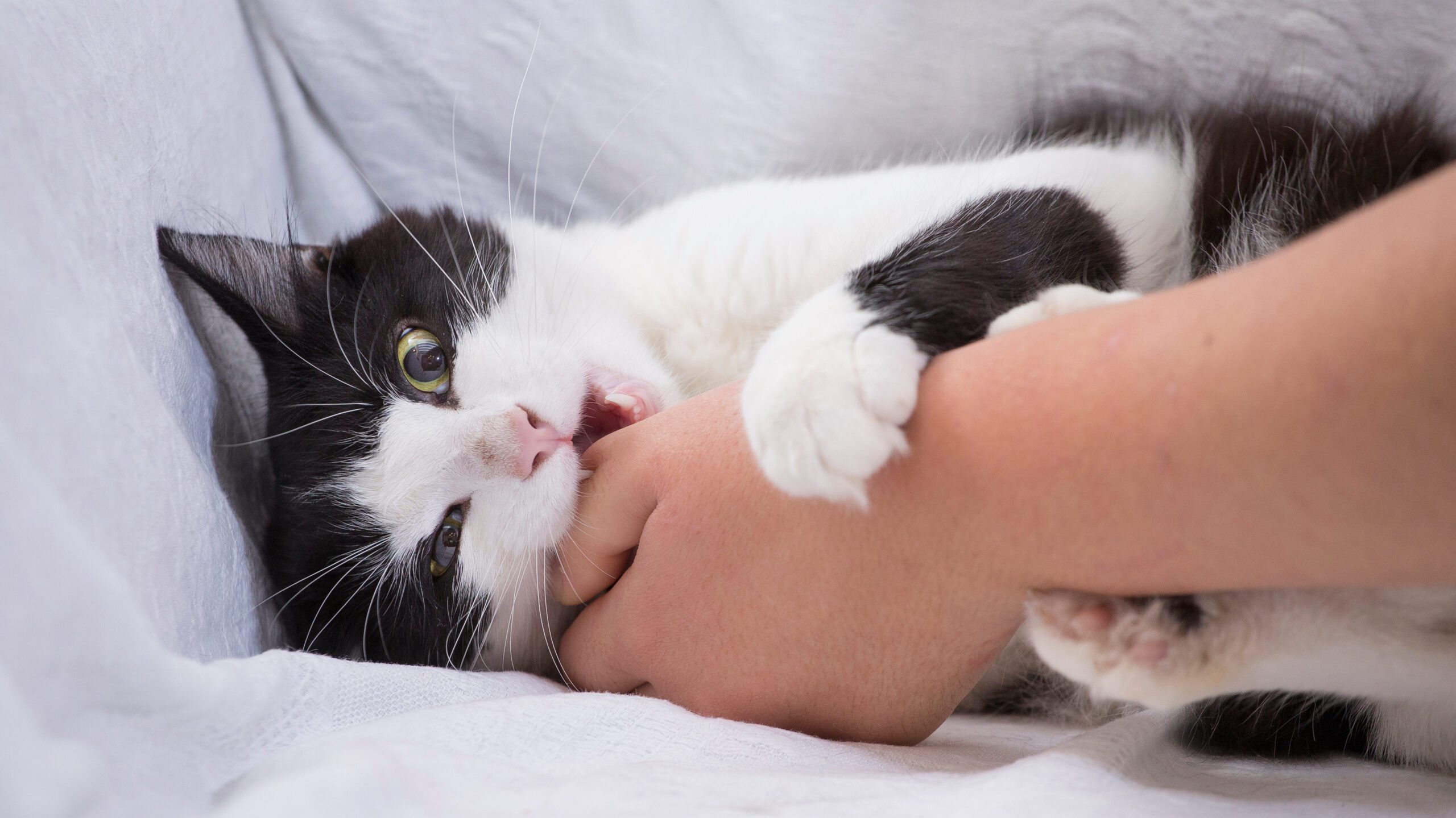 Why is my cat biting me? There could be a few reasons why your cat tries to bite you when you pet them.