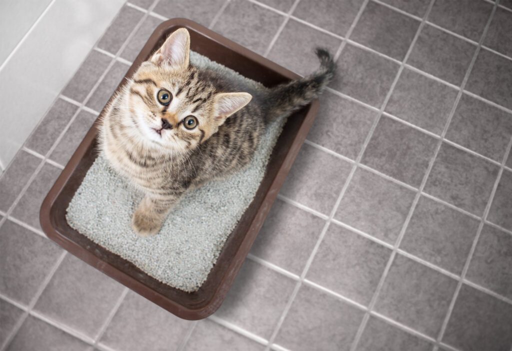 Be sure to replace your cats litter frequently to avoid messes, smells, and potential viruses