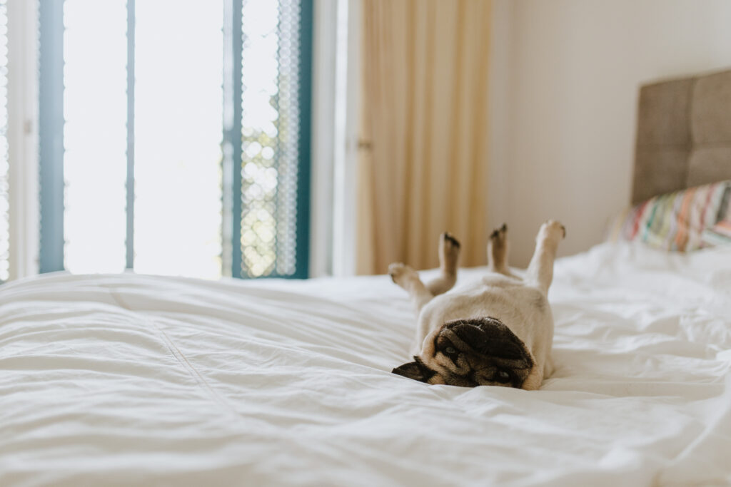 Should you let your dog sleep in your bed with you? While opinions on this topic differ greatly, this blog aims to explore the pros and cons.