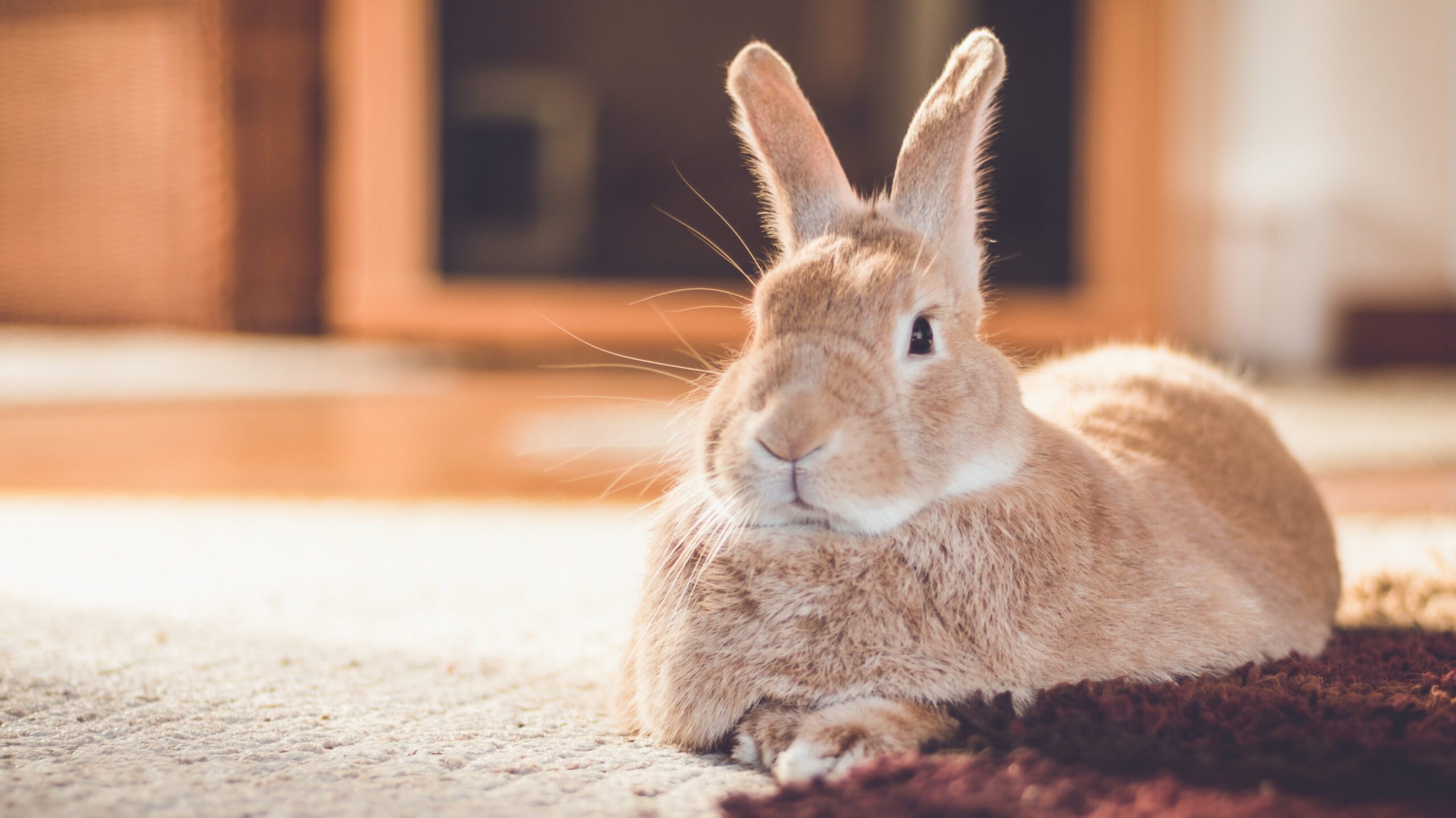 While your pet rabbit primarily thrives on hay and fresh water, they can also consume a variety of human foods in moderation.