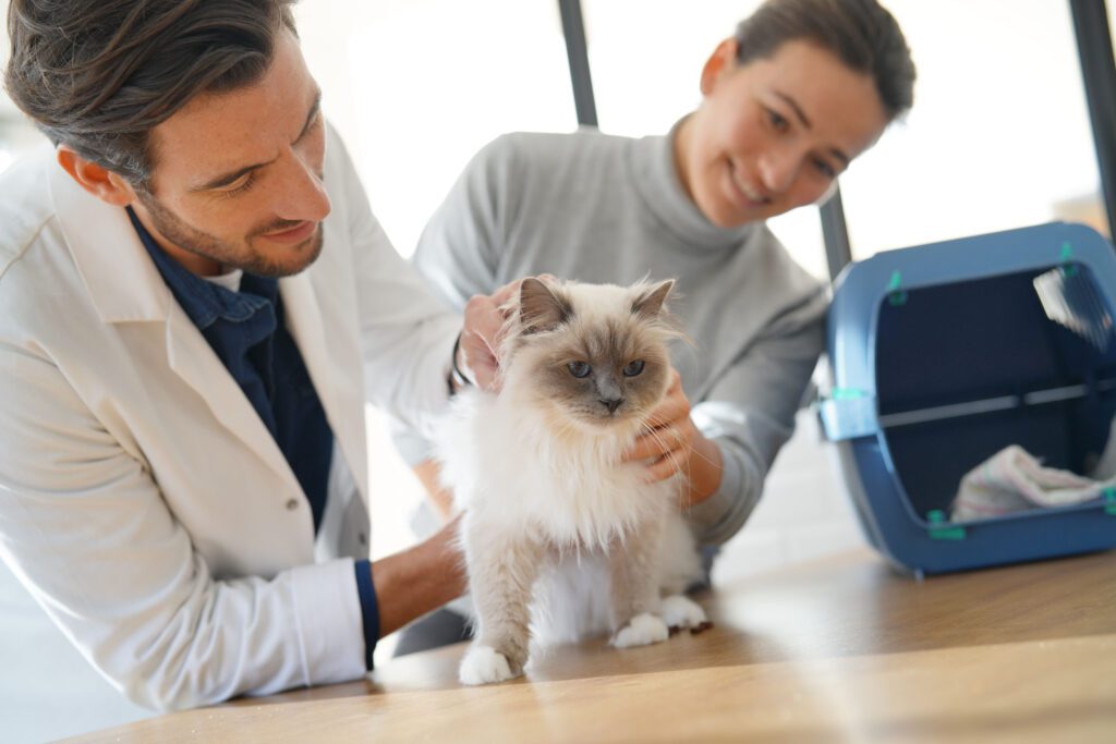 In this blog post, we will explore what pet insurance will usually cover, enabling you to make informed decisions about the best coverage for your furry friend