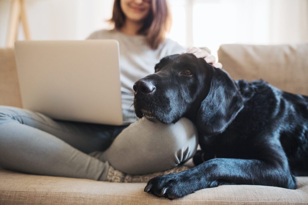 It's easy to get pet insurance! Just research, get quotes, and enroll!