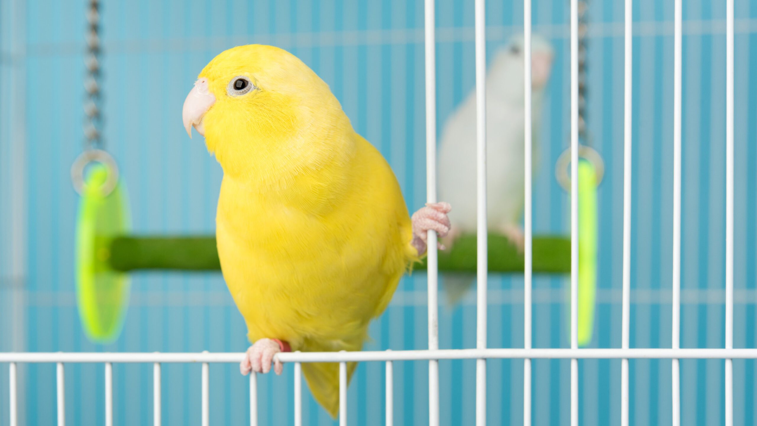 It might be beneficial to let your bird fly freely outdoors, but the risks probably outweigh the positives.
