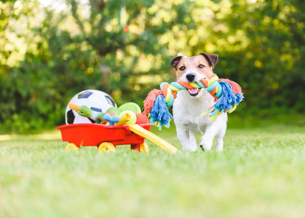 In this blog post, we'll explore the top five dog toys that are sure to bring joy and enrichment to your four-legged companion's life