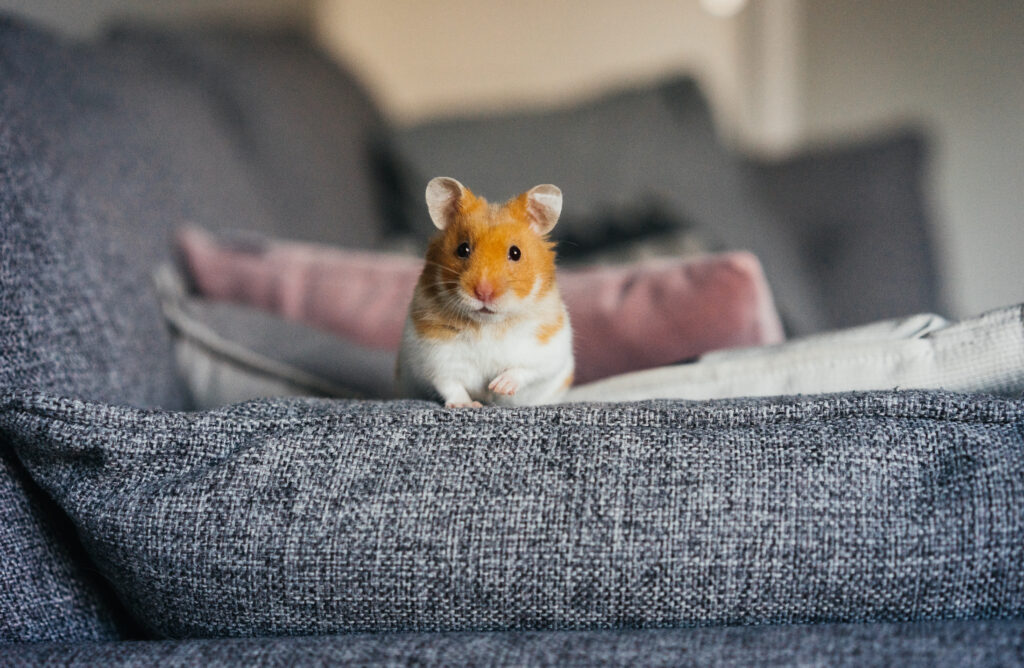 Allowing your pet rodent to roam freely in your house is a decision that depends on several factors