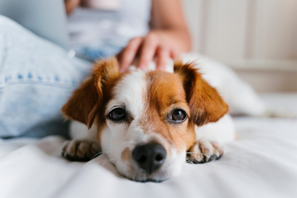 If you suspect your pet is depressed, there are steps you can take to support them.