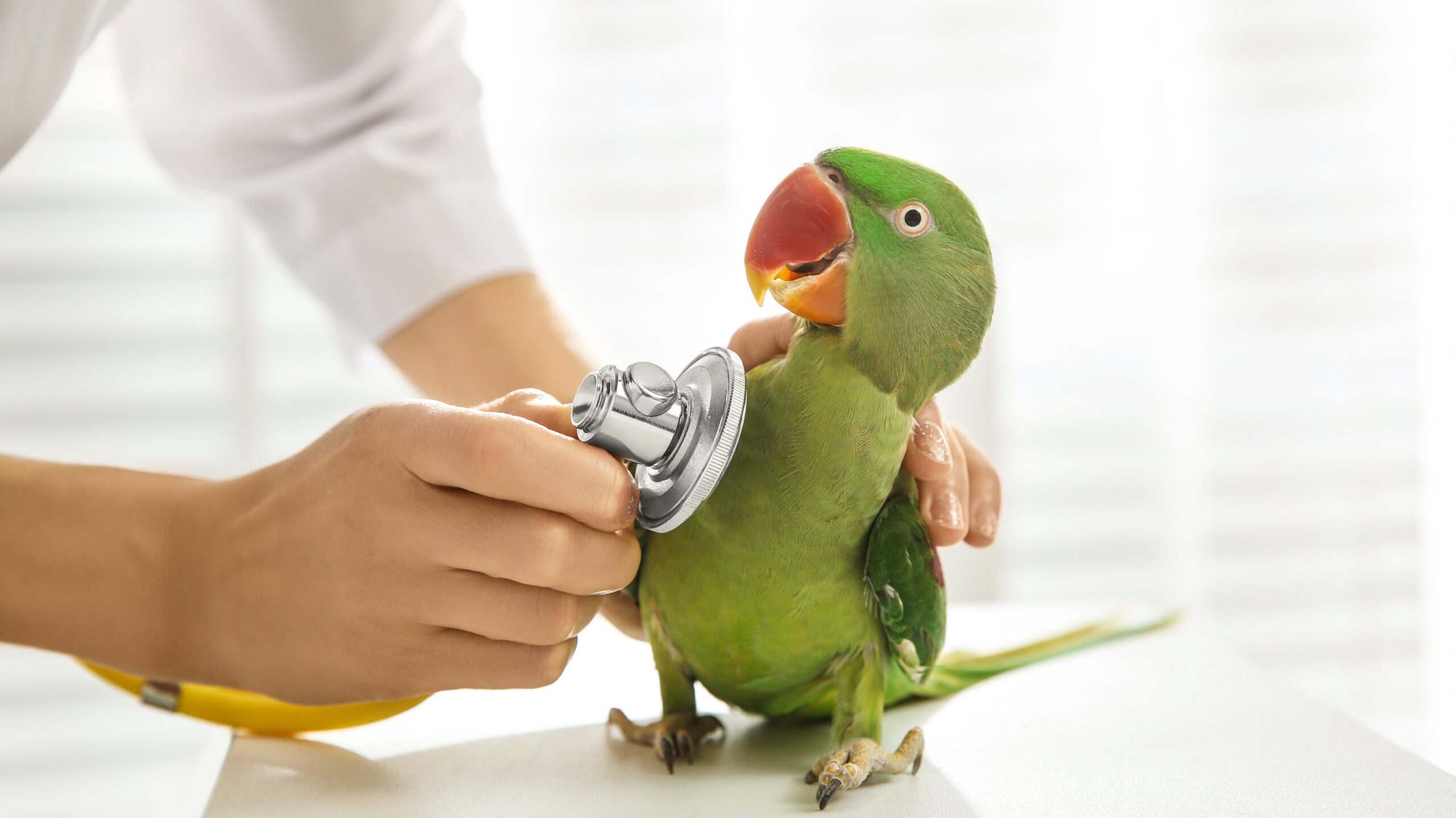 Just like any other beloved pet, birds are susceptible to health issues and accidents - that's where pet insurance steps in.
