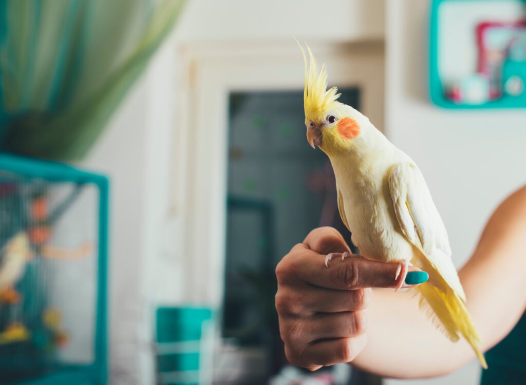 Did you know you could get pet insurance for birds?