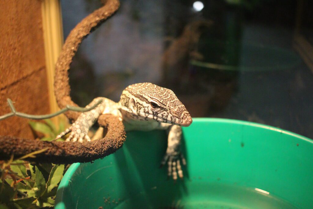Pet lizards need adequate lighting in their terrarium to maintain their health and wellbeing