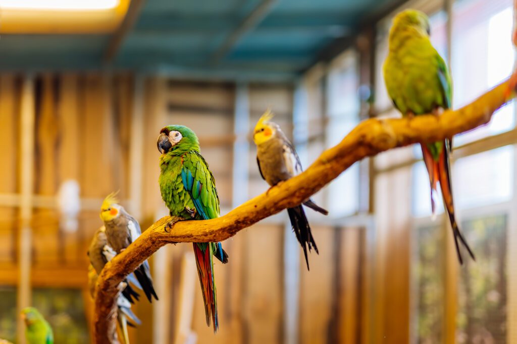 Flock of birds sitting on a branch. 1 bird or more birds! That is the question.