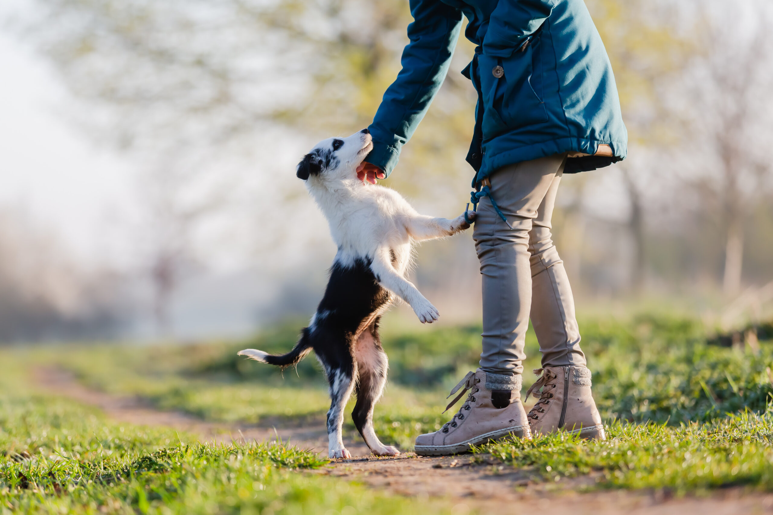 Jumping on strangers is a common behavior problem in dogs, but with consistent training, you can help your dog overcome this behavior.